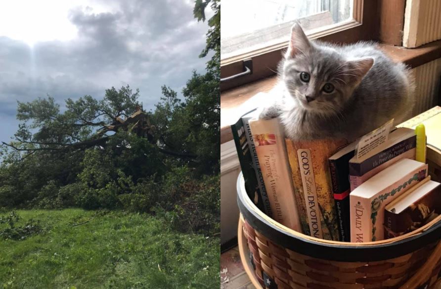Kittens and broken trees