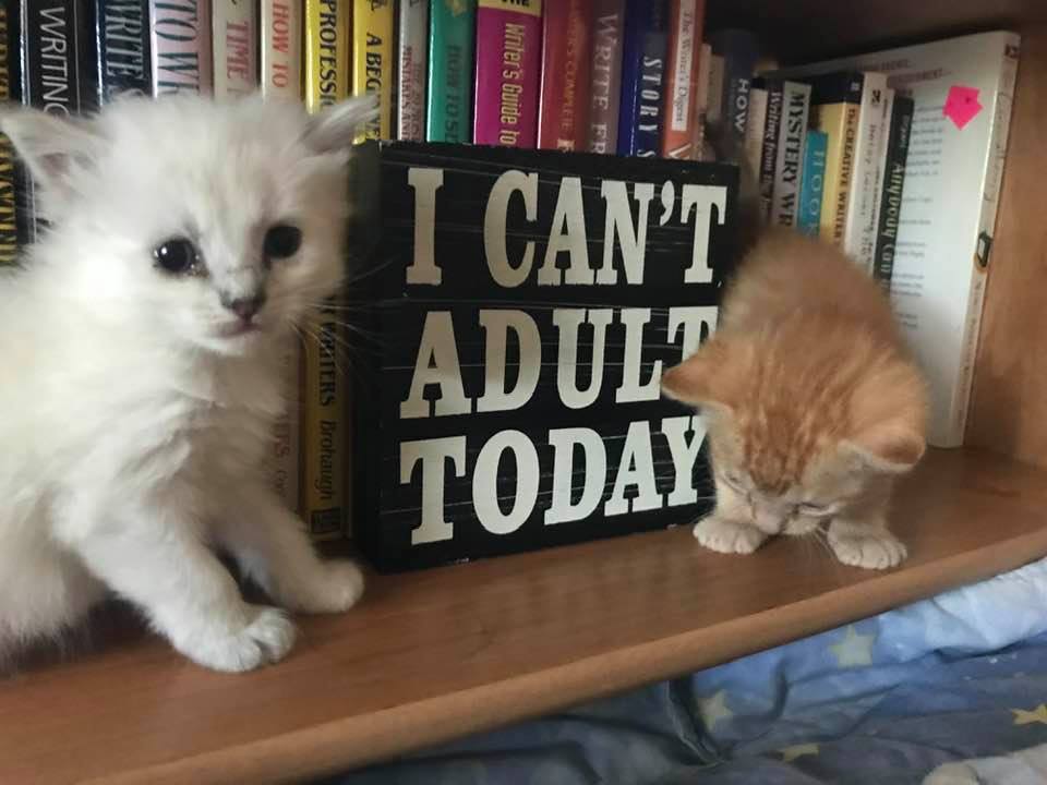 kitties cant adult